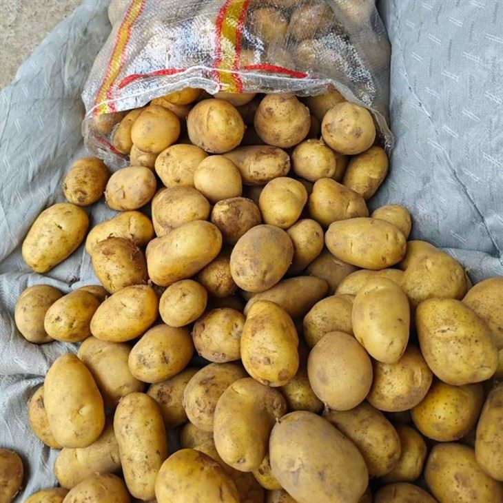 China New Crop Fresh Potato From Shandong Province suppliers