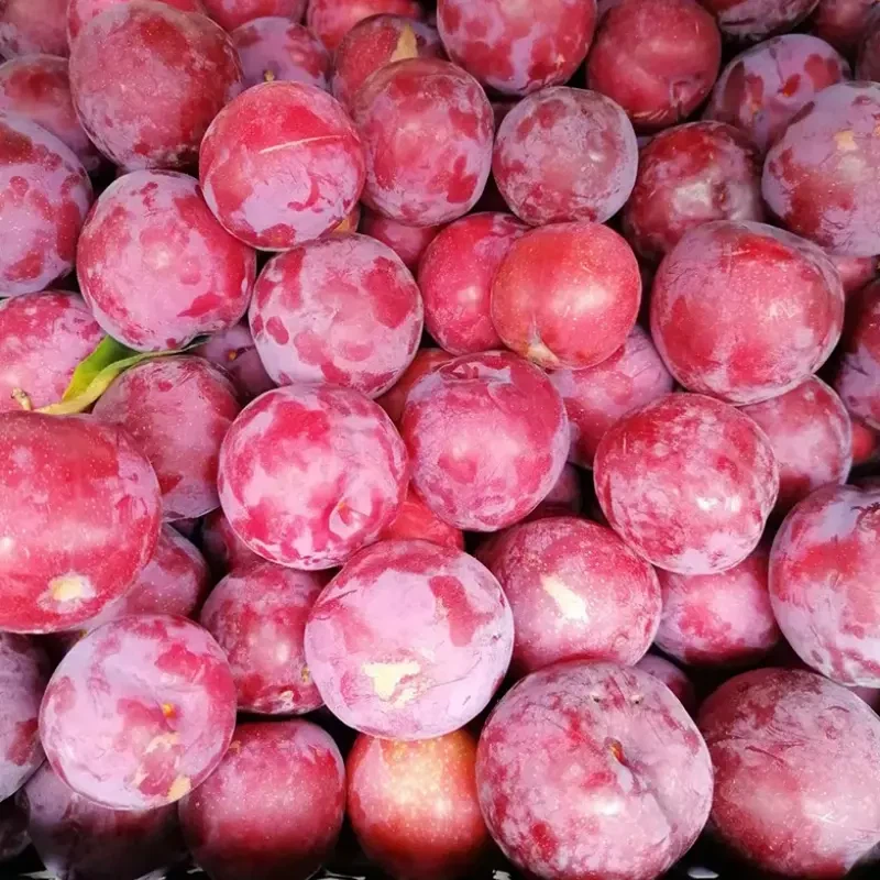 Fresh Plum Factory China Fruit best
