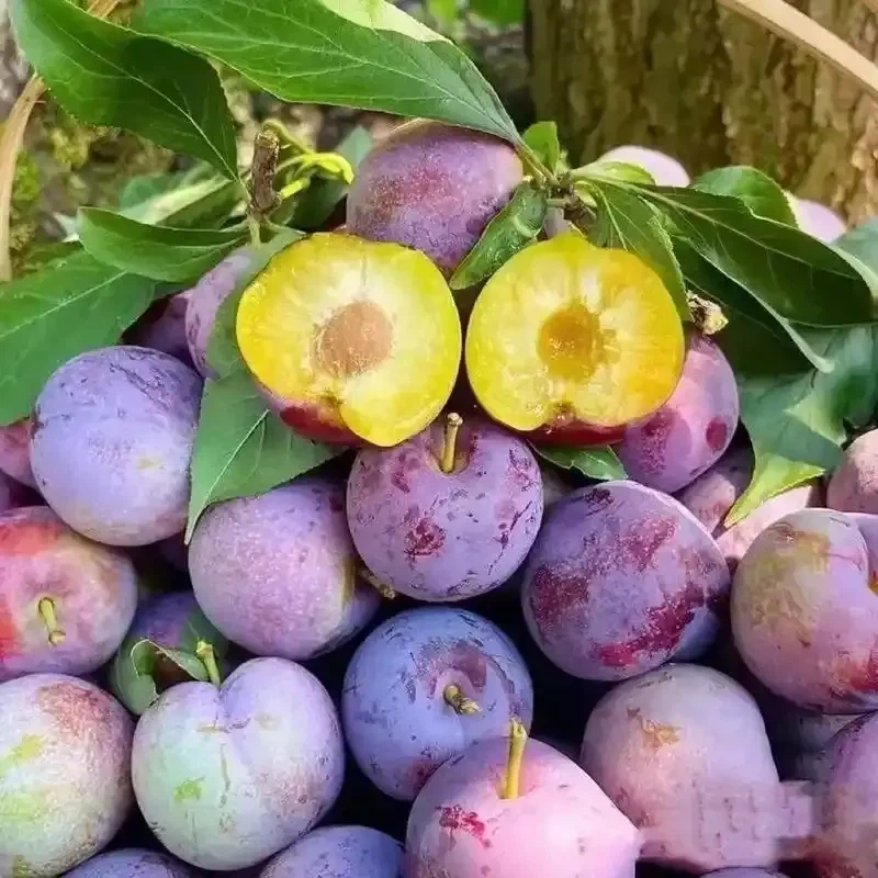 Fresh Plum Factory China Fruit suppliers