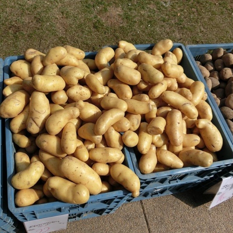 potatoes-377531640 potatoes-377531640