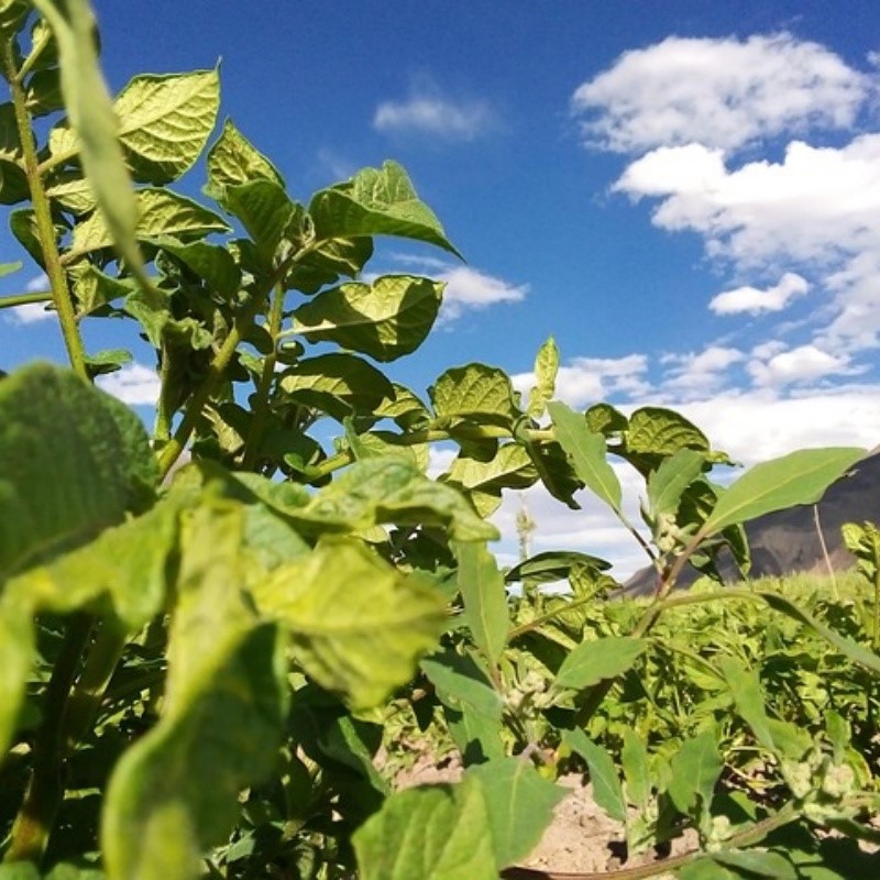 leaves-6076760640 leaves-6076760640