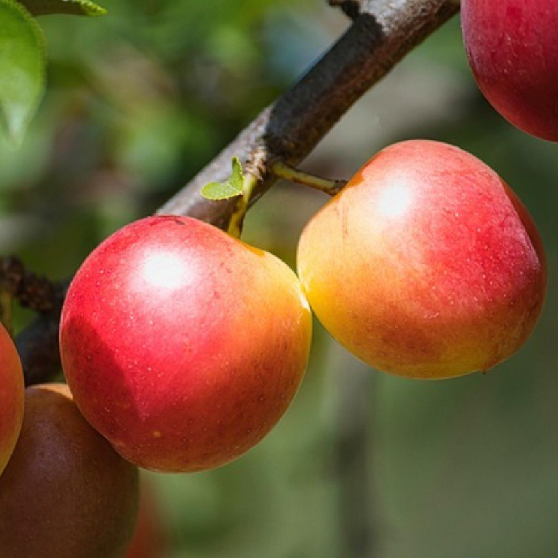 fruit-7374080640 fruit-7374080640