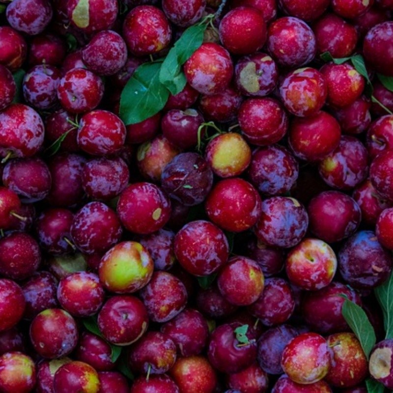 fruit-7155111640 fruit-7155111640