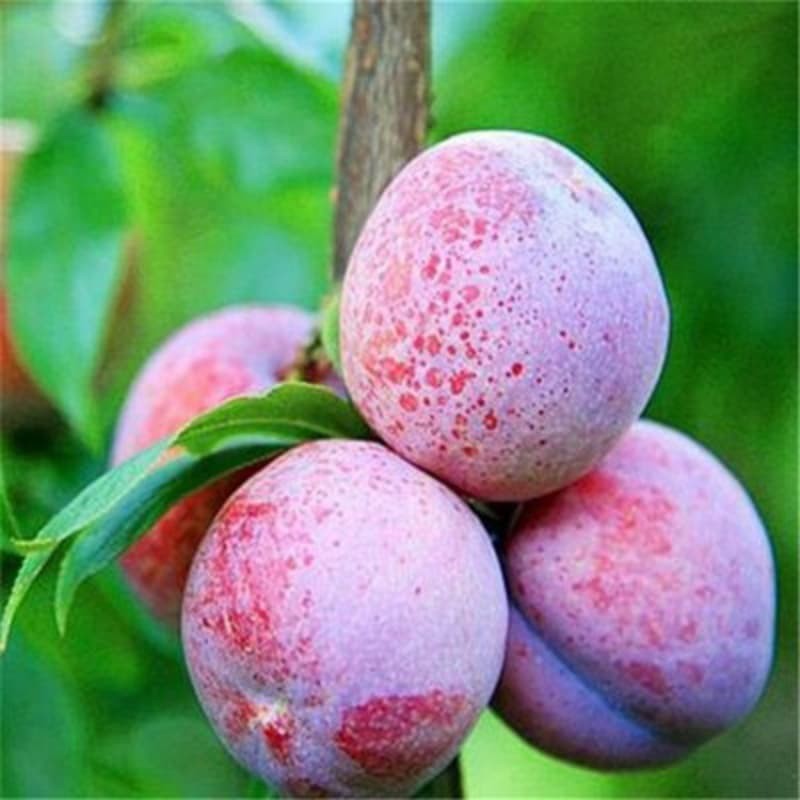 t04a346bef9bf040481 t04a346bef9bf040481