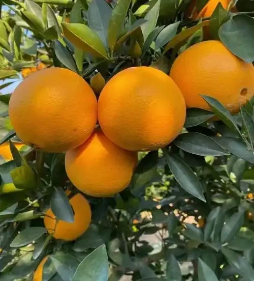 u40915631961398786644fm253fmtautoapp138fJPEG u40915631961398786644fm253fmtautoapp138fJPEG