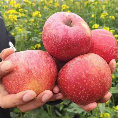 Svaigi ābolu Qinguan ābolu augļi