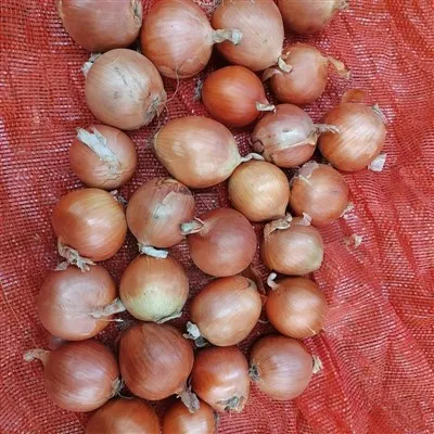 Svaigs sīpols Dzeltenais sīpols